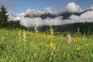 mednarodni-festival-alpskega-cvetja