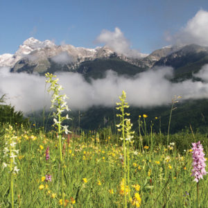 mednarodni-festival-alpskega-cvetja