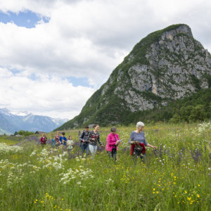 mednarodni-festival-alpskega-cvetja