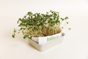 bohinjsko-ocenjevanje-18-03-2024-mikro-02