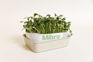 bohinjsko-ocenjevanje-18-03-2024-mikro-03