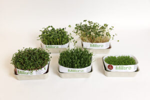 bohinjsko-ocenjevanje-18-03-2024-mikro-06