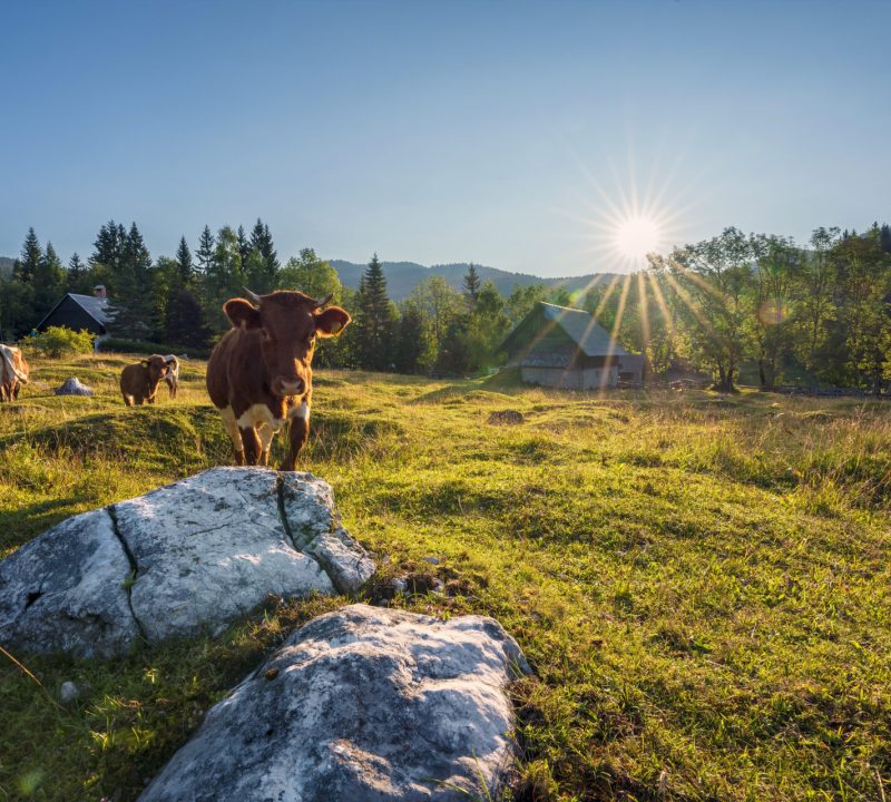 Uskovnica_cika_Moma