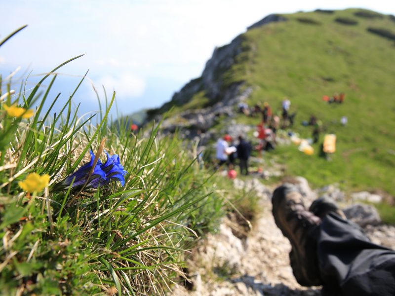Gorništvo v Bohinju, Spodnje Bohinjske gore; Foto: Mitja Sodja
